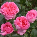 La Rose de Molinard (Ля роз де Молінар)